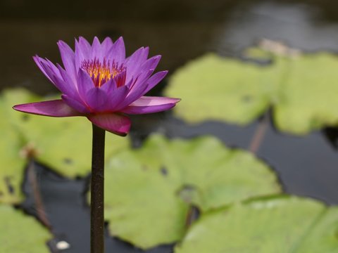 蛇生肖与六合彩彩票组合